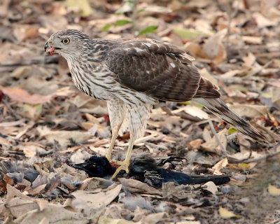 Cooper's Hawk and prey