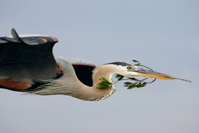 Great Blue Heron with Nesting material