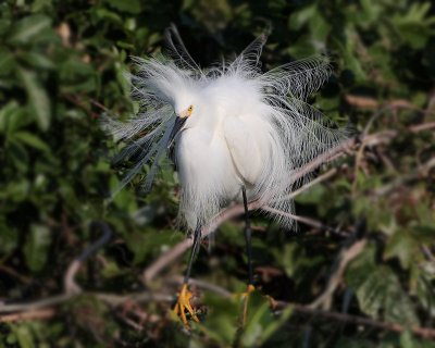 Snowy Egret breeding plumage