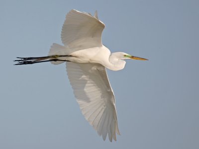 Great Egret flight