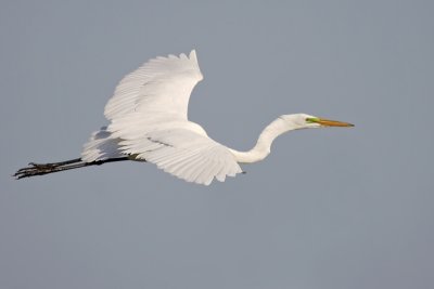 Great Egret flight