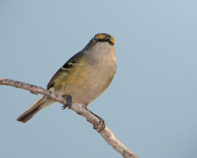 White-eyed Vireo