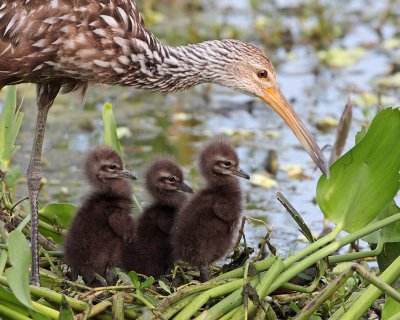Limpkins (adult and chicks)