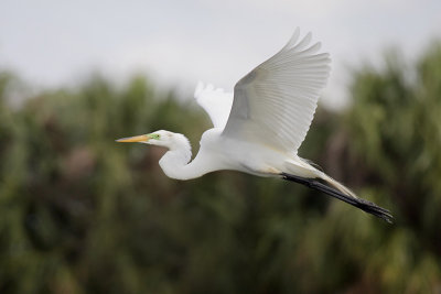 Great Egret