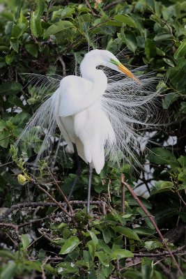 Great Egret