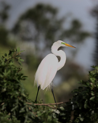 Great Egret