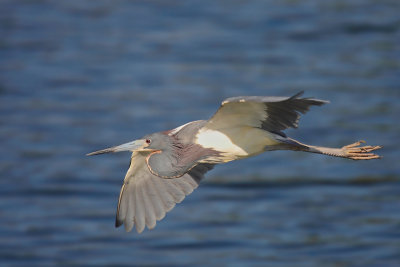 Tricolored Heron flight