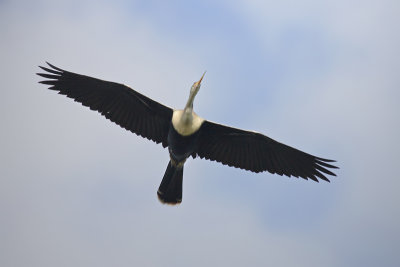 Anhinga flight