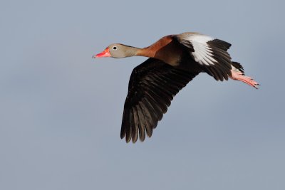 Black-bellied Whistling-Duck flight