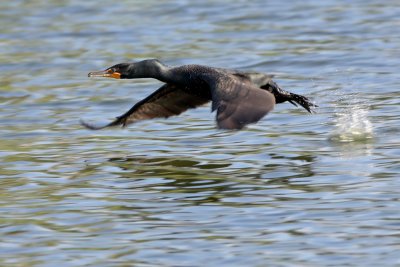 Double-Crested Cormorant take-off