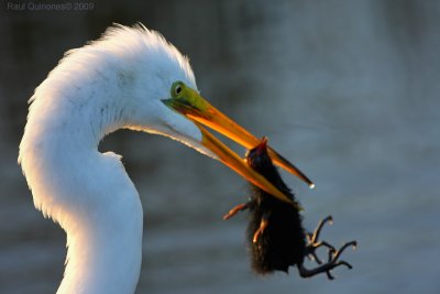 Great Egret with Moorhen chick