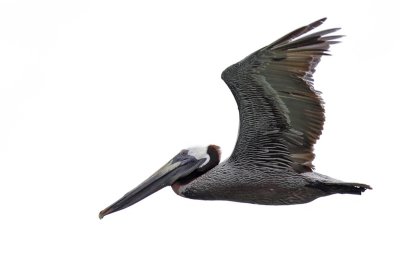 Brown Pelican