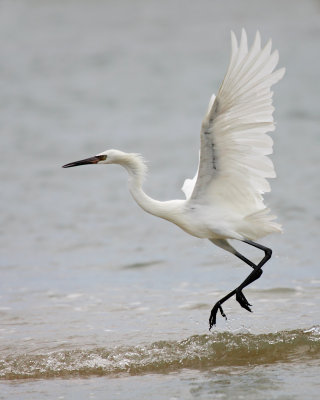 Reddish Egret (White morph)