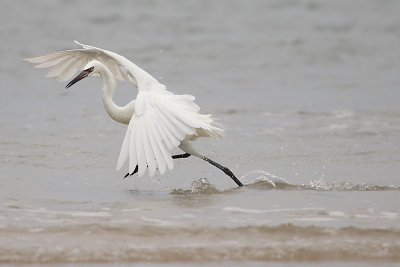 Reddish Egret (White morph)