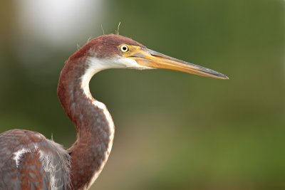 Tricolored Heron (Immature)