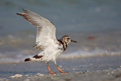 Ruddy turnstone