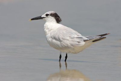 Sandwich Tern