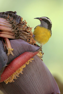 Bananaquit (Reinita Comun)