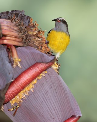 Bananaquit (Reinita Comun)