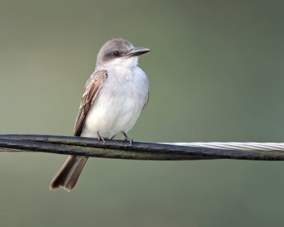 Gray Kingbird (Pitirre)