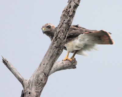 Red-tailed Hawk (Guaraguao Colirrojo)