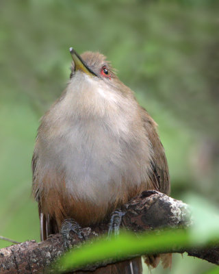 Puerto Rican Lizard-Cuckoo (Pjaro Bobo Mayor)