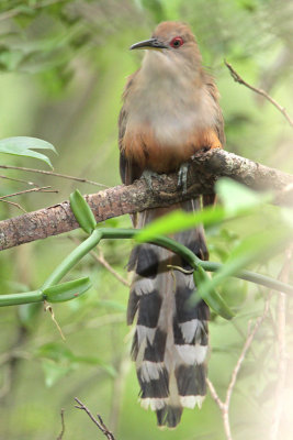 Puerto Rican Lizard-Cuckoo (Pjaro Bobo Mayor)