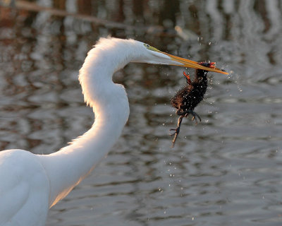 Great Egret with Moorhen chick