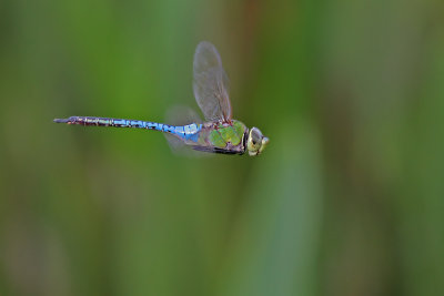 dragonfly on flight