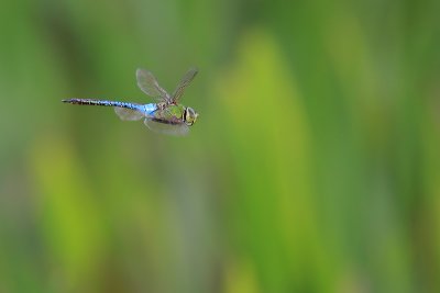 dragonfly on flight