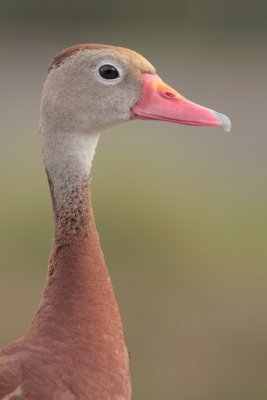 Black-bellied Whistling-Duck