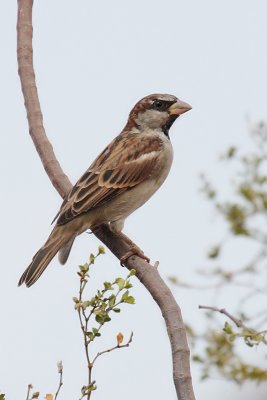 House sparrow