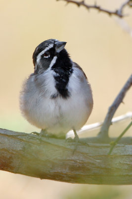 Black-throated Sparrow