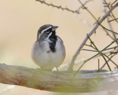 Black-throated Sparrow