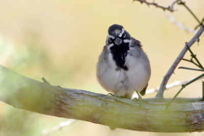 Black-throated Sparrow