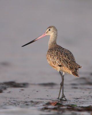 Marbled Godwit