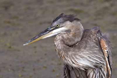 Great Blue Heron (Juvenile)