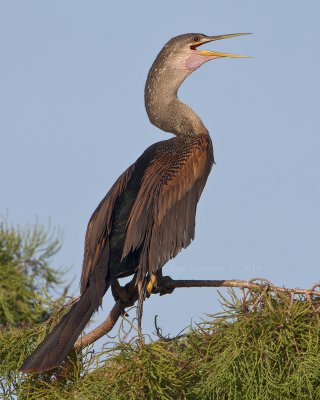 Anhinga (female)