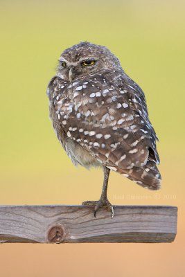 Burrowing Owl