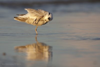 Snowy Plover