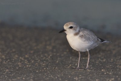 Snowy Plover