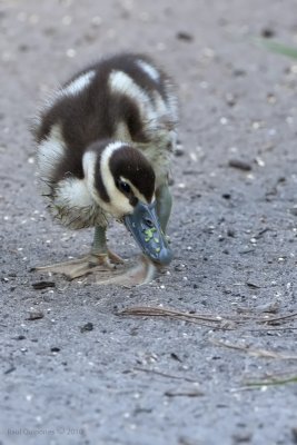 Black-bellied Whistling-Duckling