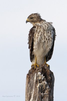 Red-Shouldered Hawk (Immature)