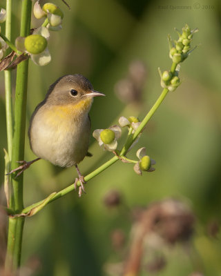 Common Yellowthroat (female)