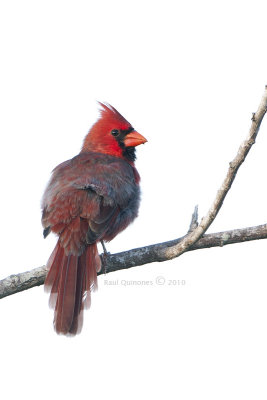 Northern Cardinal