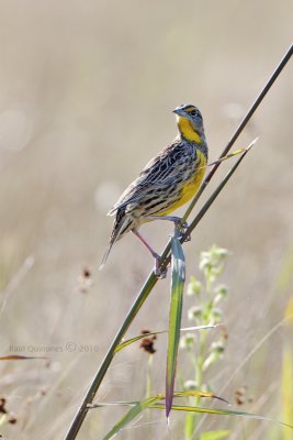 Eastern Meadowlark