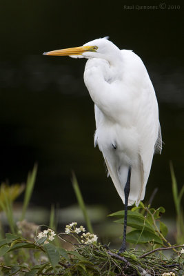 Great Egret