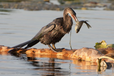 Anhinga