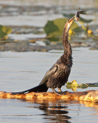 Anhinga