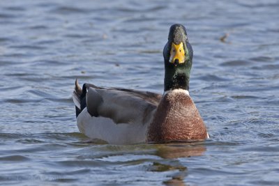 Mallard Duck